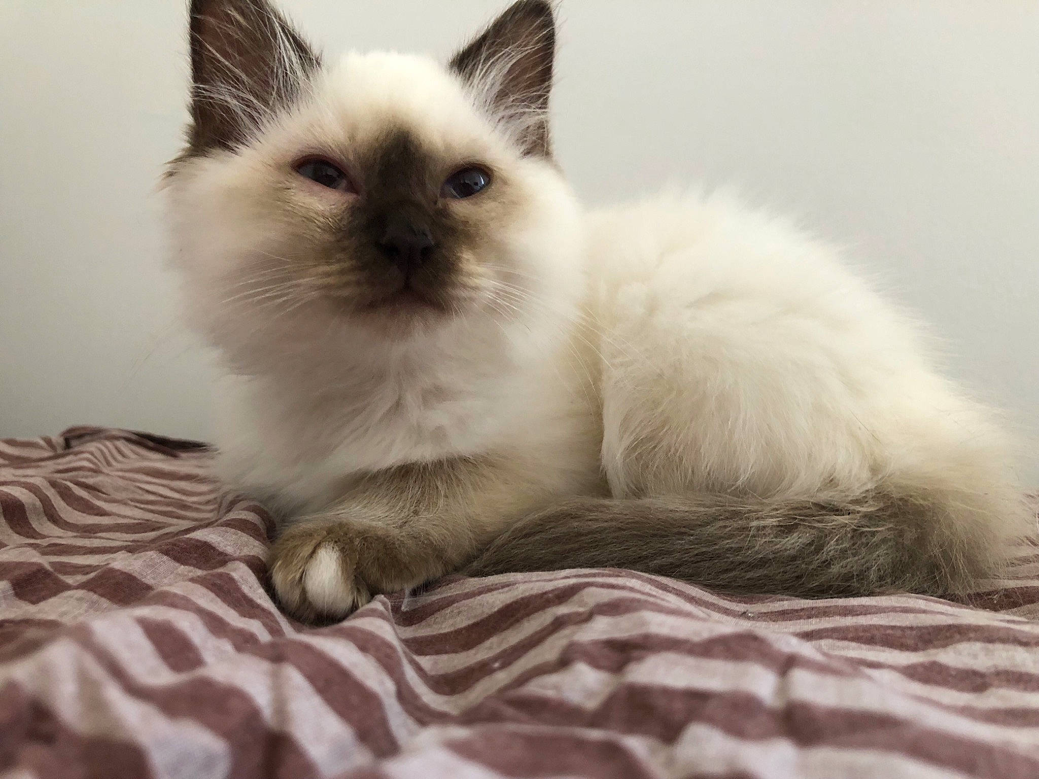 Sissi a rejoint le concours — aidez-le/la à gagner de superbes lots ! balinese, birman, carnivore, cat, comfort, felidae, fur, paw, ragdoll, siamese, small_to_medium_sized_cats, tail, terrestrial_animal, thai, whiskers