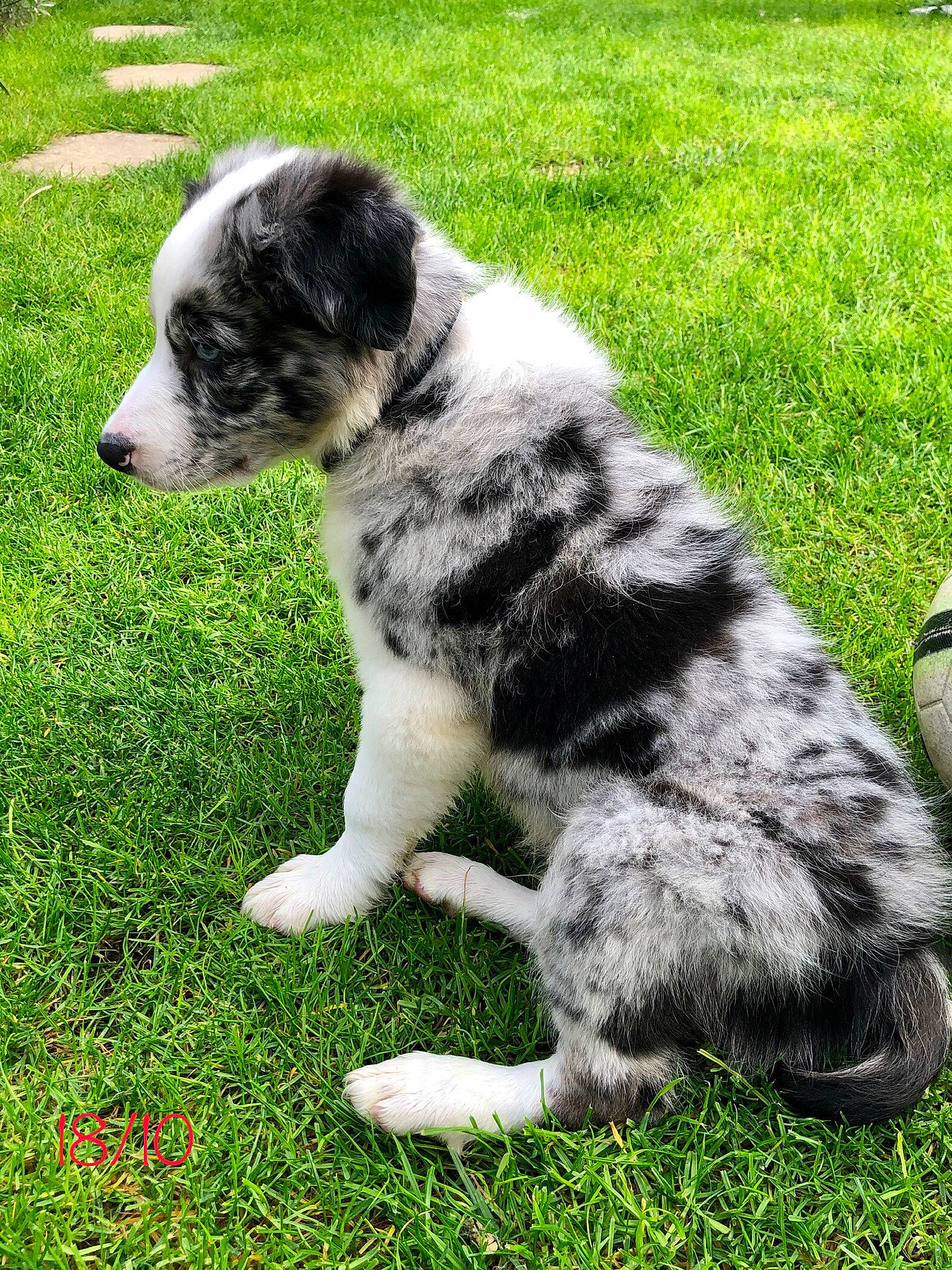 Rayko a rejoint le concours — aidez-le/la à gagner de superbes lots ! canidae, carnivore, companion_dog, dog, dog_breed, grass, groundcover, non_sporting_group, plant, snout, sporting_group, tail, terrestrial_animal, working_animal, working_dog