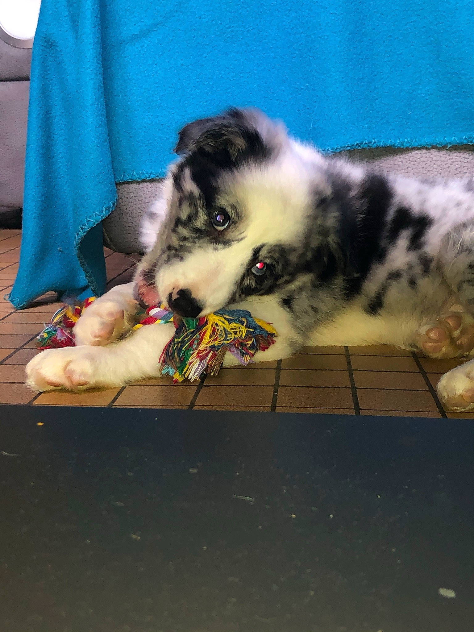 Rayko a rejoint le concours — aidez-le/la à gagner de superbes lots ! carnivore, cat, comfort, companion_dog, couch, dog_breed, domestic_short_haired_cat, eye, felidae, flooring, foot, fur, grass, human_leg, paw, small_to_medium_sized_cats, snout, tail, thigh, whiskers