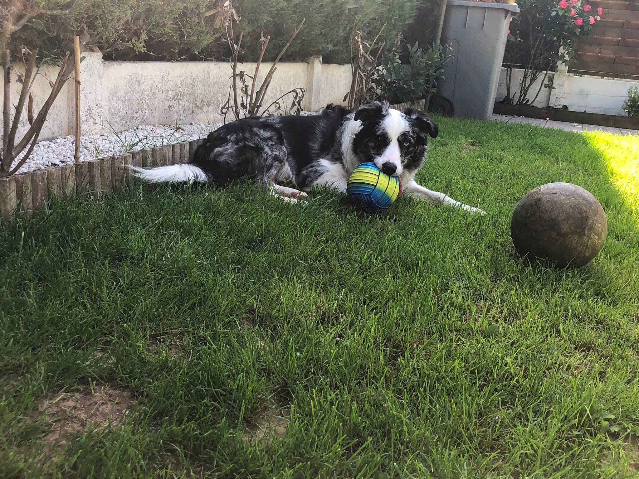 Rayko a rejoint le concours — aidez-le/la à gagner de superbes lots ! ball, canidae, carnivore, cavalier_king_charles_spaniel, companion_dog, dog, dog_breed, dog_sports, garden, grass, grass_family, herding_dog, lawn, mammal, plant, recreation, shrub, sporting_group, sports_equipment, tail