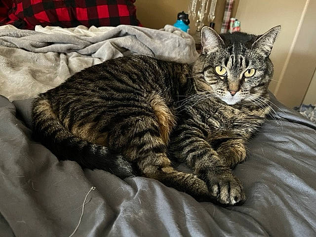 Little Thing joined the competition — help win amazing prizes! bed, carnivore, cat, claw, comfort, domestic_short_haired_cat, eye, felidae, fur, linens, nap, paw, room, sitting, sleep, small_to_medium_sized_cats, snout, tail, terrestrial_animal, whiskers