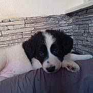 Zina participe au concours pour gagner de l'argent avec cette photo : puppy, dog, black_and_white, lying_down, cushion, indoor, wall, stone_wall, cute, pet, fur, young_dog, resting, paw, snout, ears, domestic_animal, animal, companion, relaxing