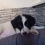 puppy, dog, black_and_white, lying_down, cushion, indoor, wall, stone_wall, cute, pet, fur, young_dog, resting, paw, snout, ears, domestic_animal, animal, companion, relaxing