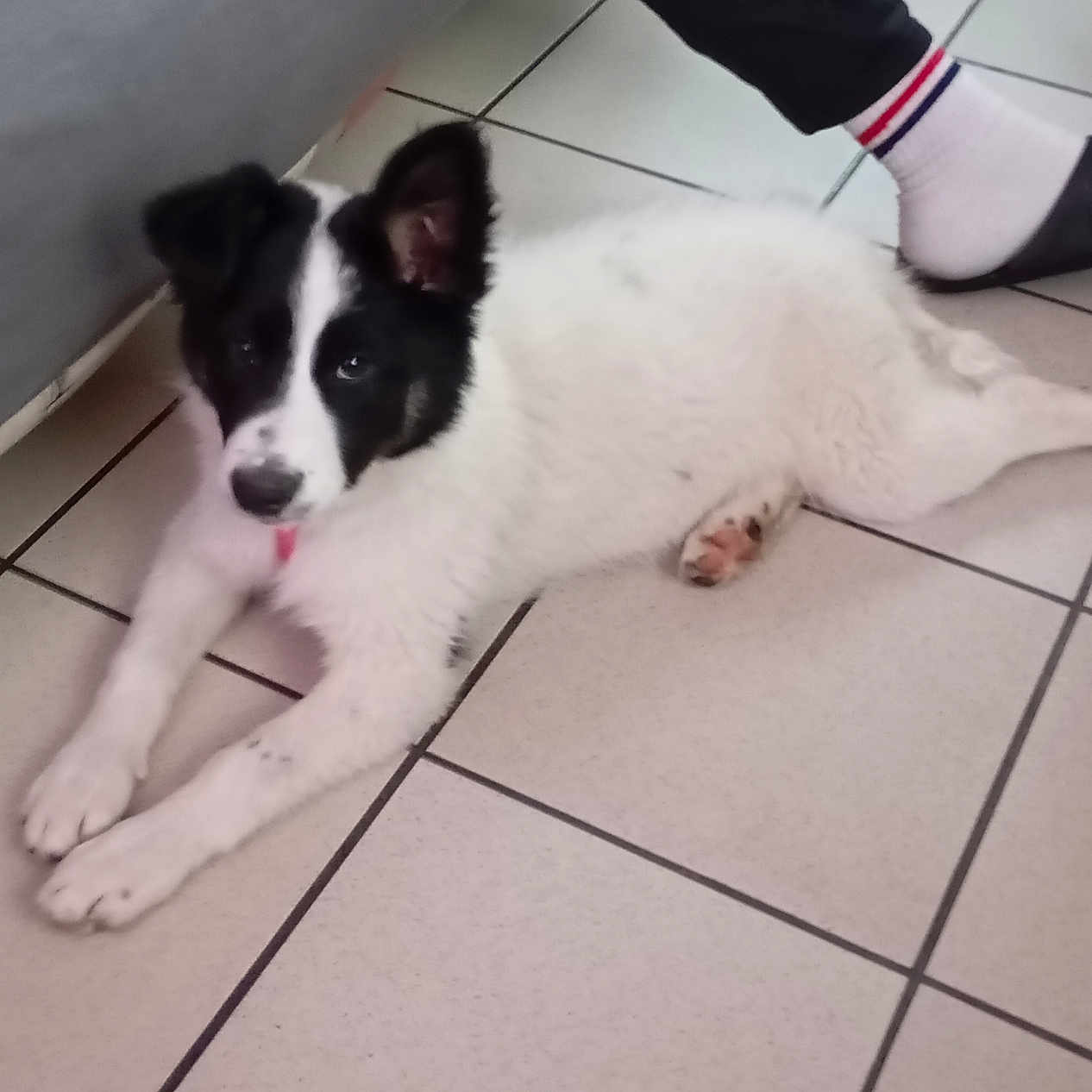 Zina participe au concours pour gagner de l'argent avec cette photo : animal, black_and_white, companion, curious, cute, dog, domestic, ears, floor, footwear, home, indoor, lying_down, pet, puppy, resting, slippers, socks, tile, young_dog
