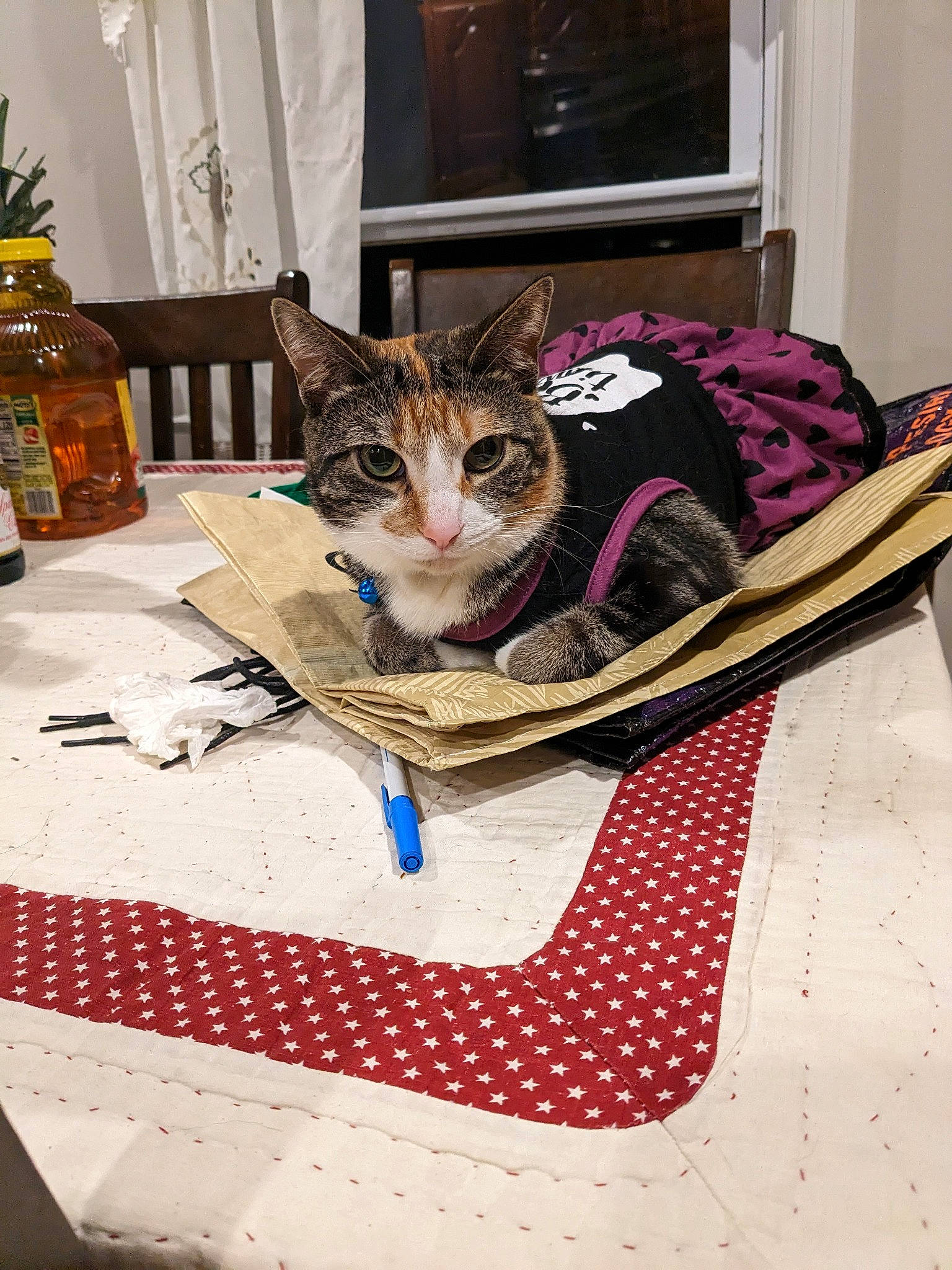 Celeste joined the competition — help win amazing prizes! bag, bottle, carnivore, cat, cat_supply, comfort, domestic_short_haired_cat, door, felidae, flooring, fur, linens, pattern, pet_supply, room, small_to_medium_sized_cats, textile, whiskers, window, wood