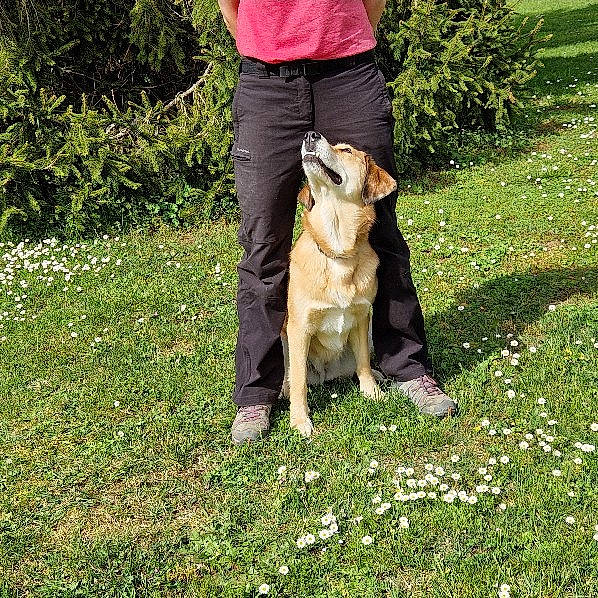 Stella participe au concours pour gagner de l'argent avec cette photo : canidae, carnivore, companion_dog, dog, dog_breed, dog_hiking, dog_walking, fawn, flower, garden, grass, grassland, groundcover, lawn, leash, people_in_nature, plant, sporting_group, tail, working_animal