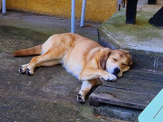 Stella participe au concours pour gagner de l'argent avec cette photo : canidae, carnivore, collar, companion_dog, dog, dog_breed, fawn, gun_dog, pet_supply, retriever, road_surface, snout, sporting_group, tail, working_animal, working_dog