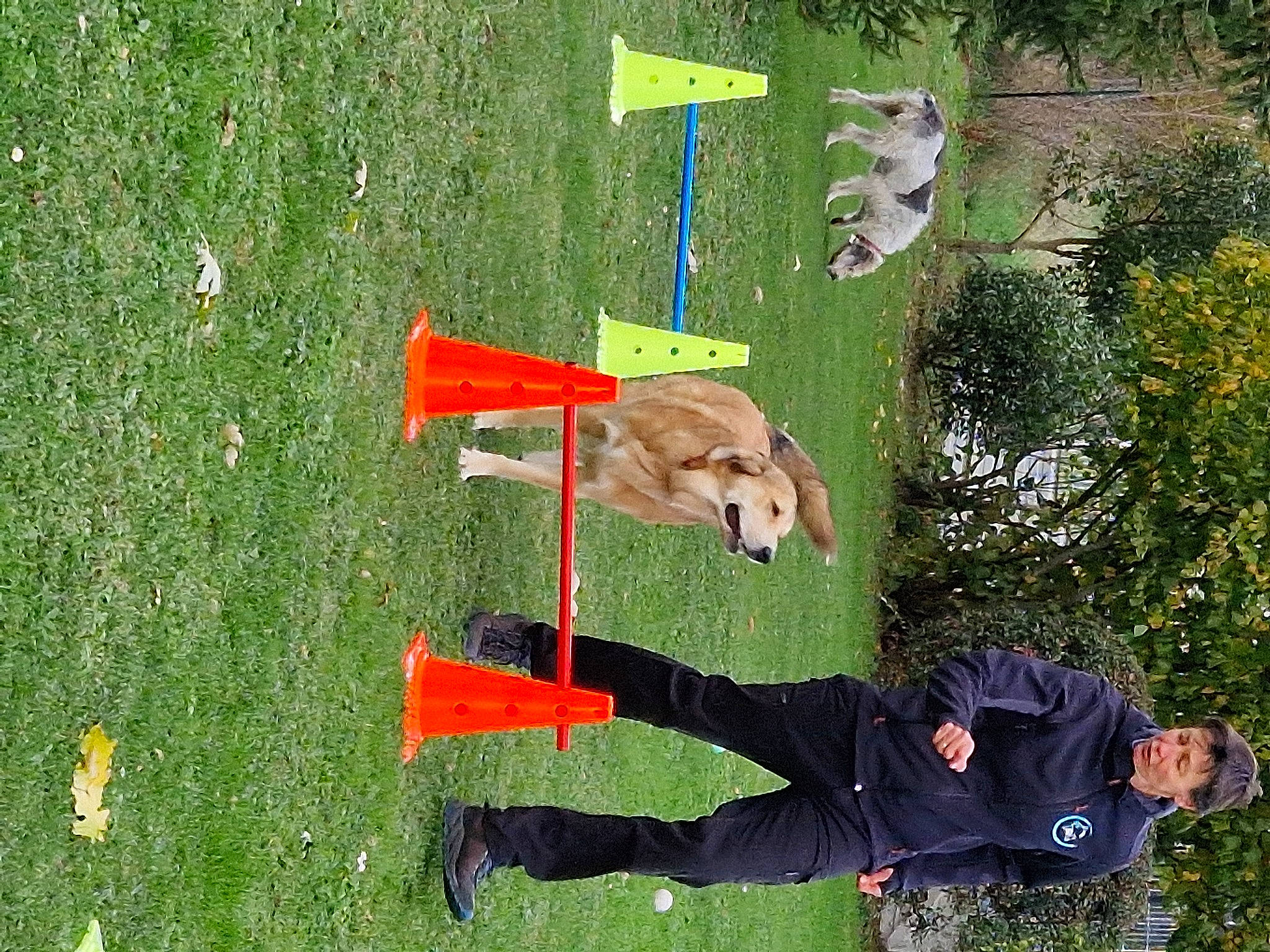 Stella participe au concours pour gagner de l'argent avec cette photo : art, carnivore, chair, dog, dog_breed, dog_sports, flag, fun, grass, grassland, green, leisure, people_in_nature, plant, recreation, sporting_group, tree