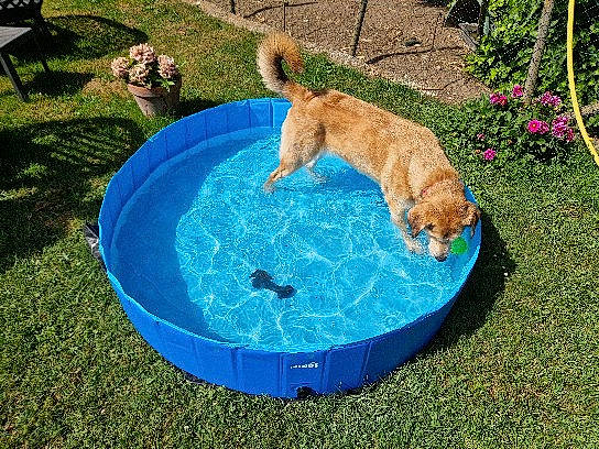 Stella a rejoint le concours — aidez-le/la à gagner de superbes lots ! canidae, carnivore, companion_dog, dog, dog_breed, dog_supply, electric_blue, fawn, flower, garden, grass, groundcover, lawn, leisure, outdoor_furniture, pet_supply, plant, sporting_group, tail, water