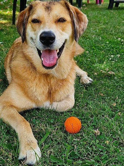 Stella participe au concours pour gagner de l'argent avec cette photo : ball, calabaza, canidae, carnivore, companion_dog, dog, dog_breed, fawn, grass, paw, plant, pumpkin, snout, sporting_group, tail, terrestrial_animal, tree, whiskers, working_animal, working_dog