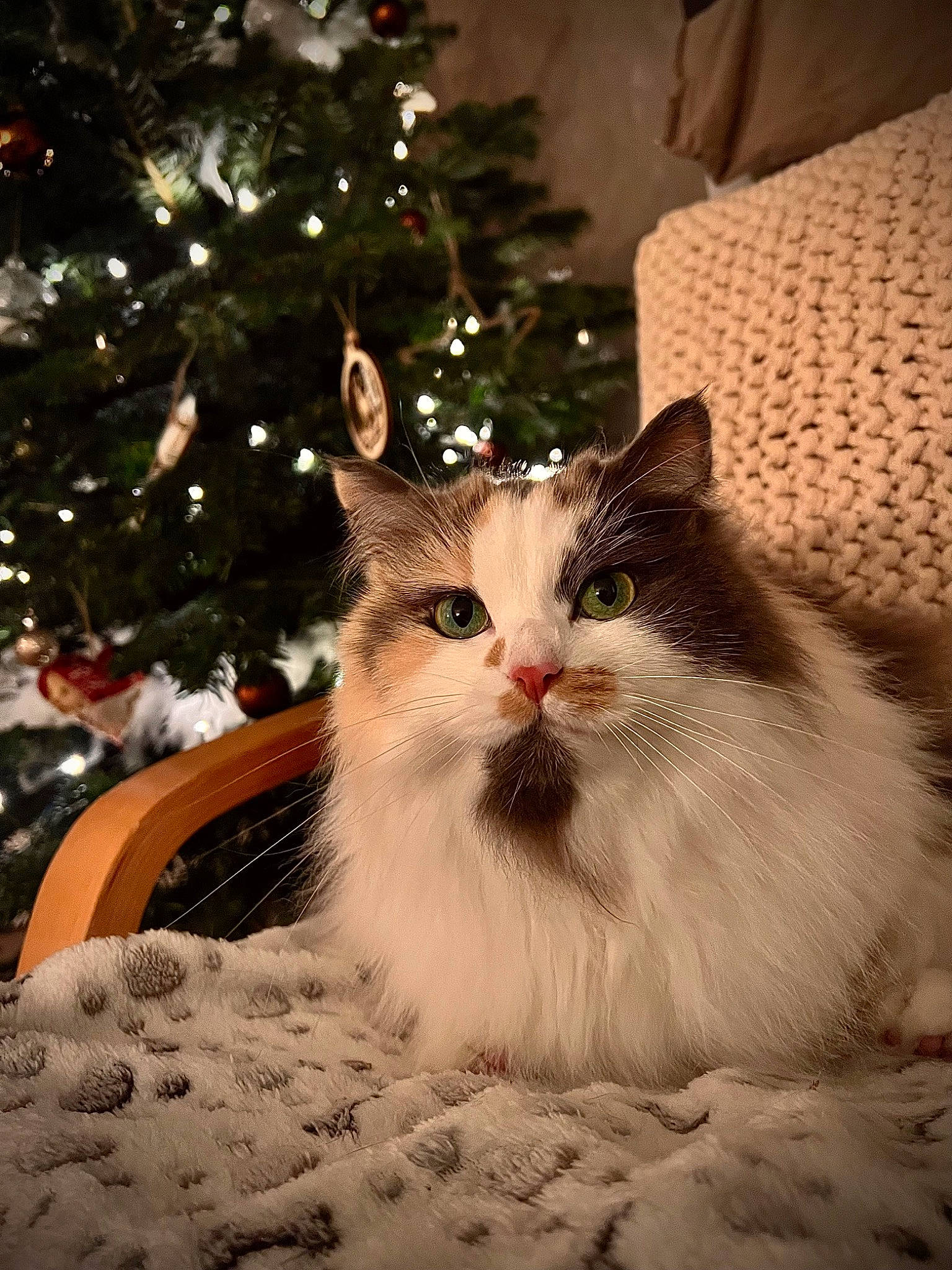 Saga a rejoint le concours — aidez-le/la à gagner de superbes lots ! carnivore, cat, christmas, christmas_decoration, christmas_ornament, christmas_tree, conifer, domestic_short_haired_cat, event, felidae, fur, holiday, holiday_ornament, ornament, plant, small_to_medium_sized_cats, tree, whiskers, window, wood