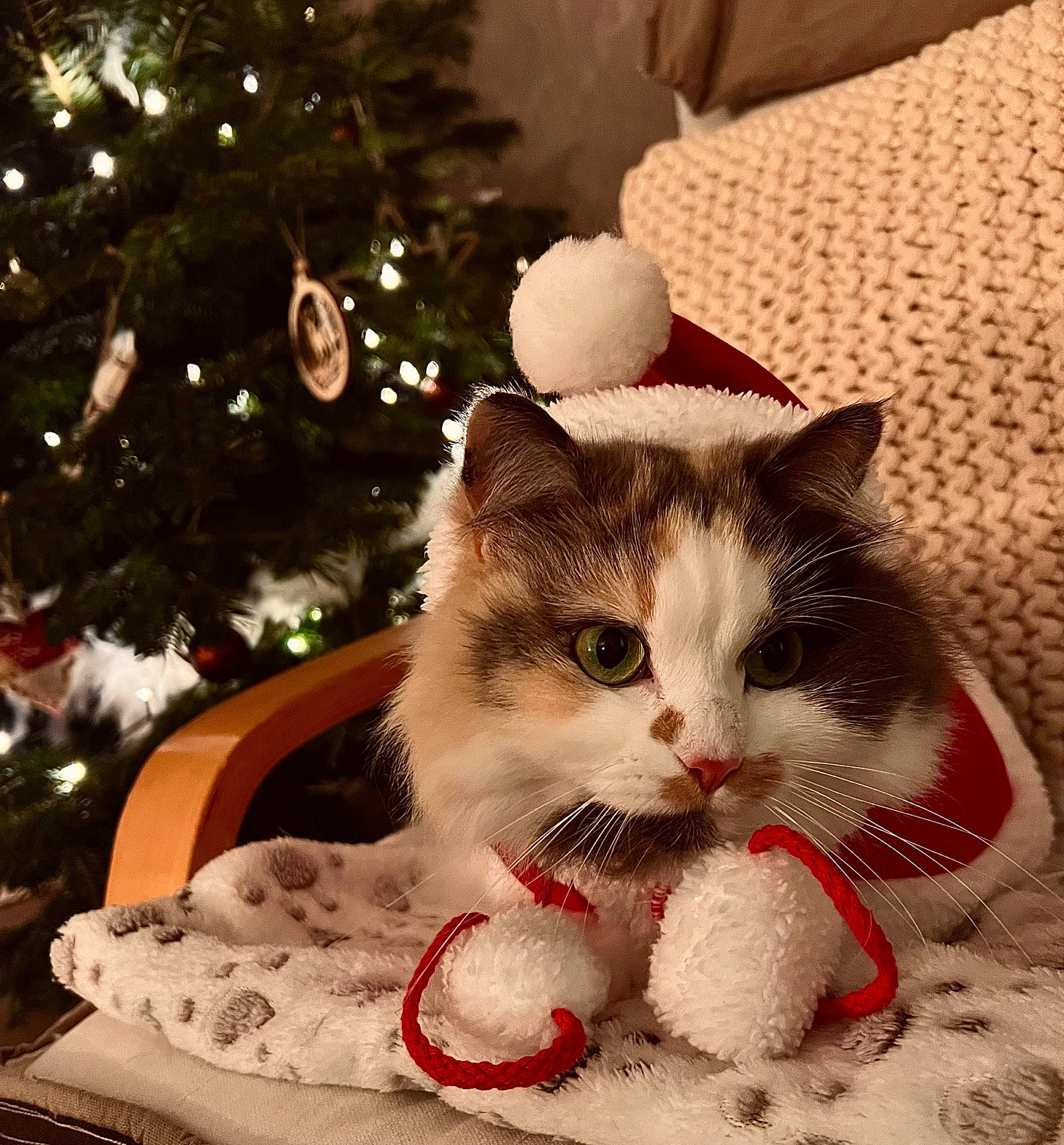 Saga a rejoint le concours — aidez-le/la à gagner de superbes lots ! carnivore, cat, christmas, christmas_decoration, christmas_eve, christmas_ornament, christmas_tree, domestic_short_haired_cat, event, felidae, fur, holiday, holiday_ornament, ornament, small_to_medium_sized_cats, tail, tree, whiskers, white, wood