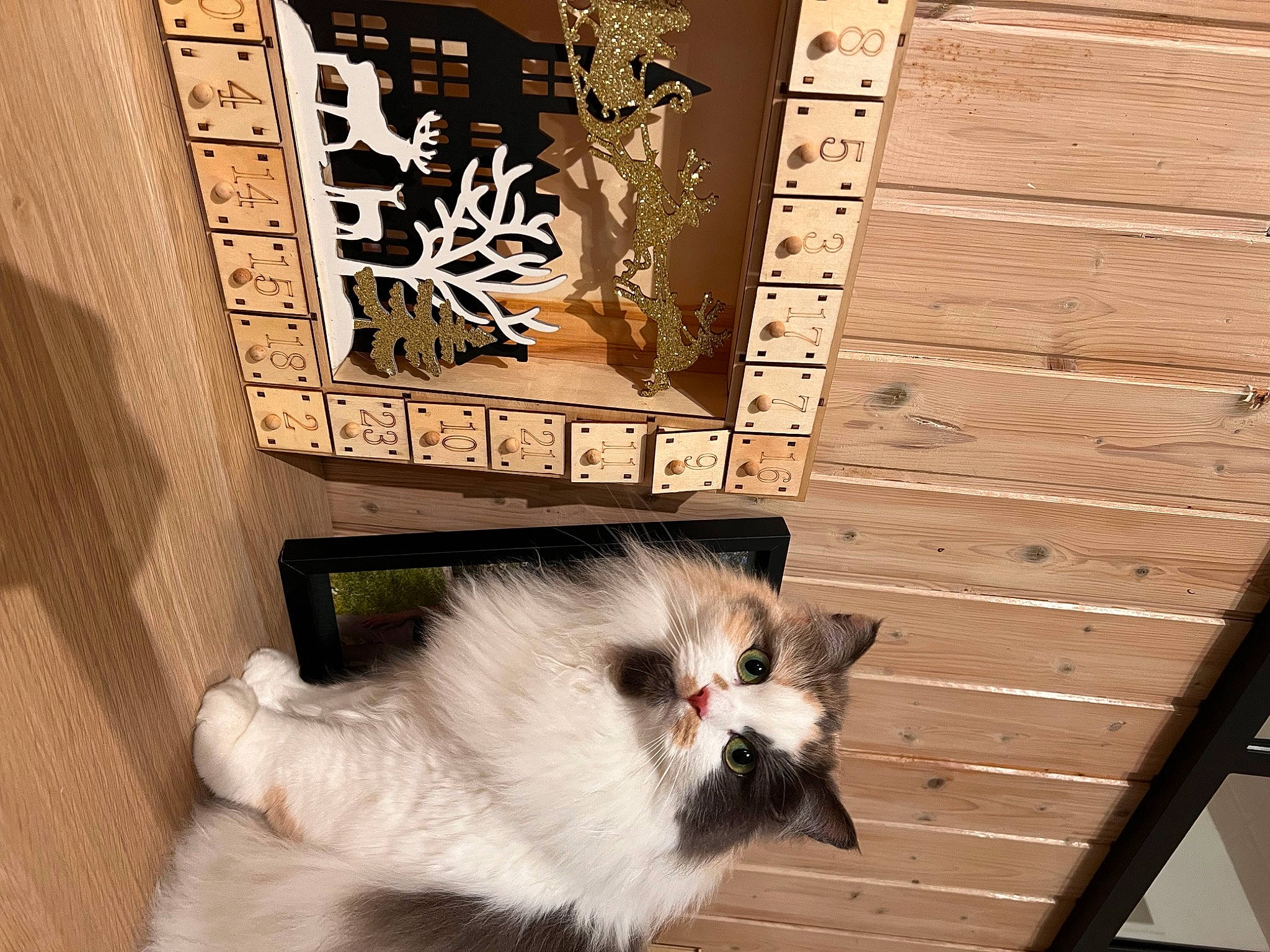 Saga participe au concours pour gagner de l'argent avec cette photo : birman, cat, companion_dog, dog_breed, door, felidae, fur, hardwood, home_door, metal, natural_material, plank, siamese, small_to_medium_sized_cats, tail, terrestrial_animal, twig, whiskers, wood, wood_stain