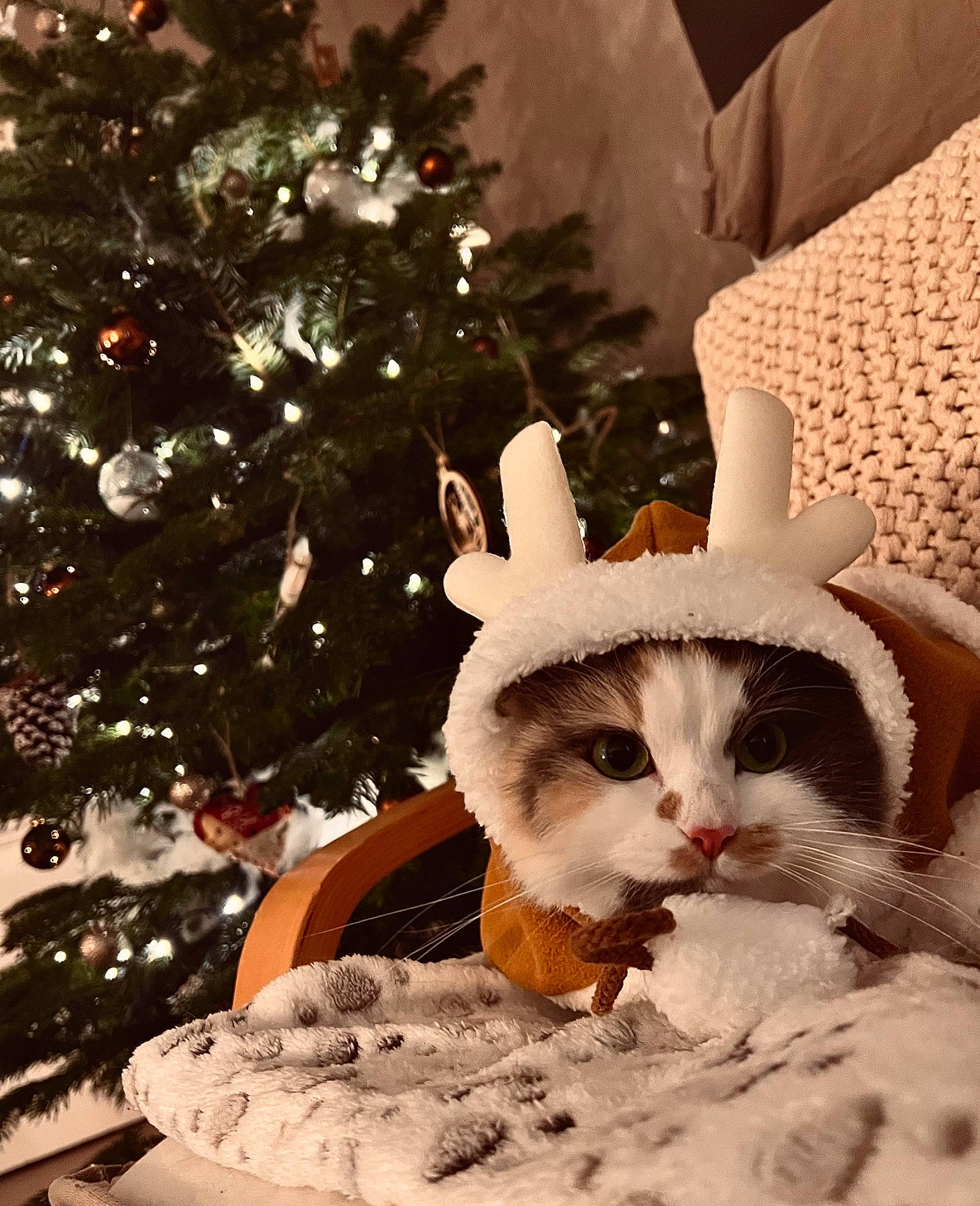 Saga a rejoint le concours — aidez-le/la à gagner de superbes lots ! carnivore, cat, christmas, christmas_decoration, christmas_eve, christmas_ornament, christmas_tree, event, fawn, felidae, fur, holiday, holiday_ornament, ornament, small_to_medium_sized_cats, snow, tail, tree, whiskers, wood