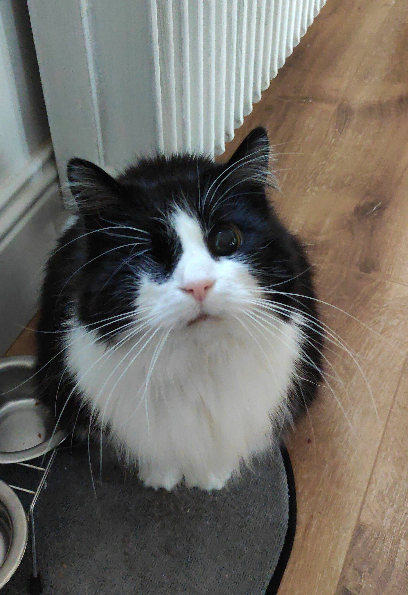 Jasmine participe au concours pour gagner de l'argent avec cette photo : box, carnivore, cat, cup, domestic_short_haired_cat, felidae, flooring, fur, hardwood, kitchen_utensil, mug, serveware, small_to_medium_sized_cats, snout, spoon, tableware, tail, whiskers, window, wood