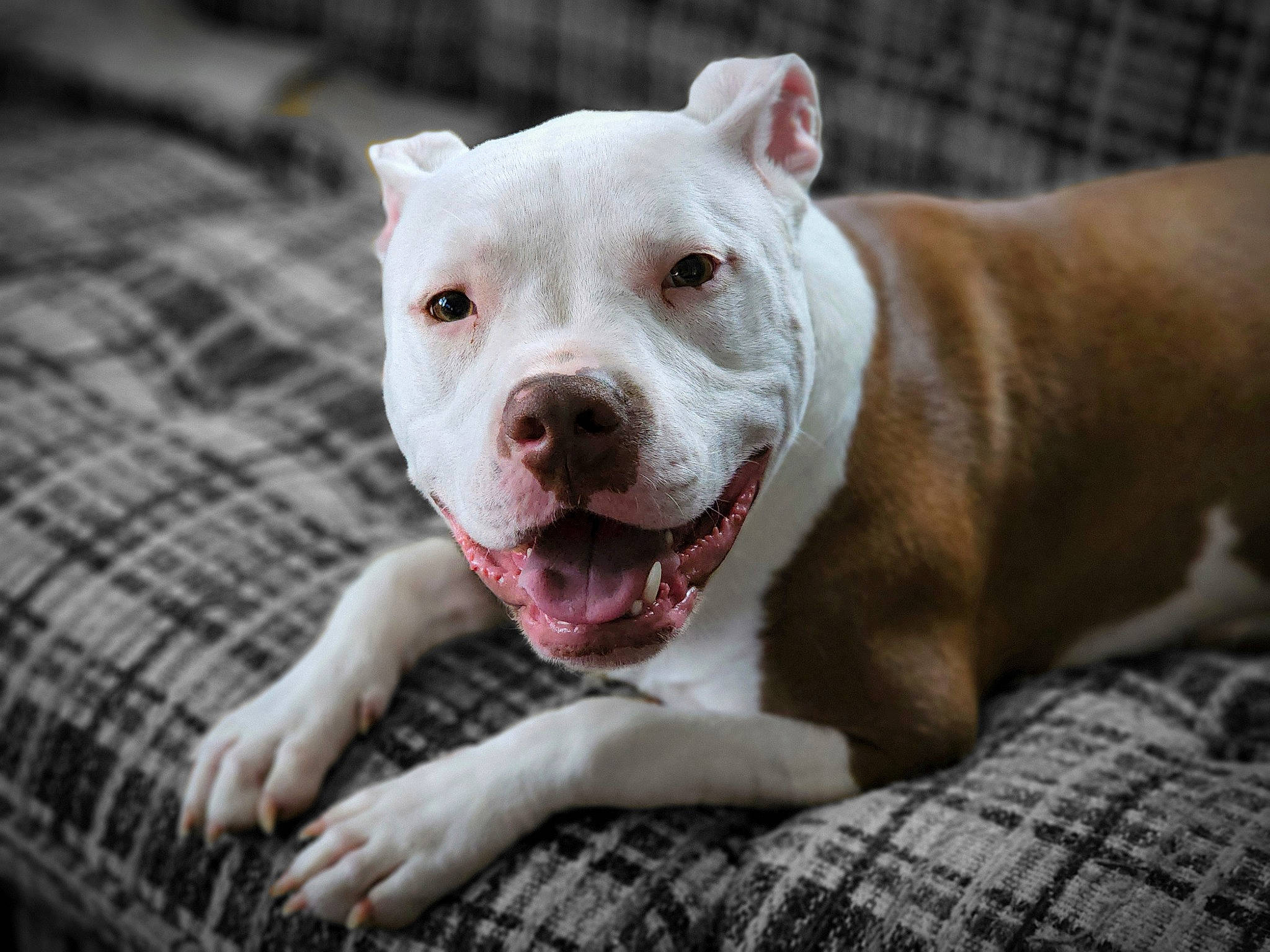 Havoc is registered to the contest to win money with this photo: canidae, carnivore, collar, companion_dog, dog, dog_breed, dog_collar, eye, fawn, non_sporting_group, pattern, pit_bull, plaid, puppy, scar, snout, sporting_group, tartan, terrestrial_animal, whiskers