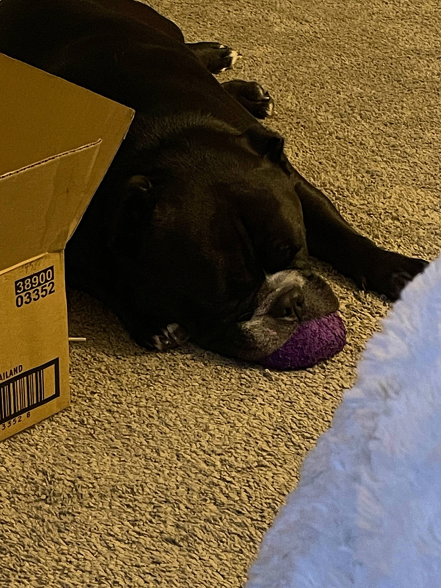 Buddha is registered to the contest to win money with this photo: carmine, carnivore, comfort, companion_dog, dog, dog_breed, fawn, flooring, fur, grass, human_leg, shadow, snout, soil, sporting_group, tail, terrestrial_animal, tints_and_shades, wood, working_animal