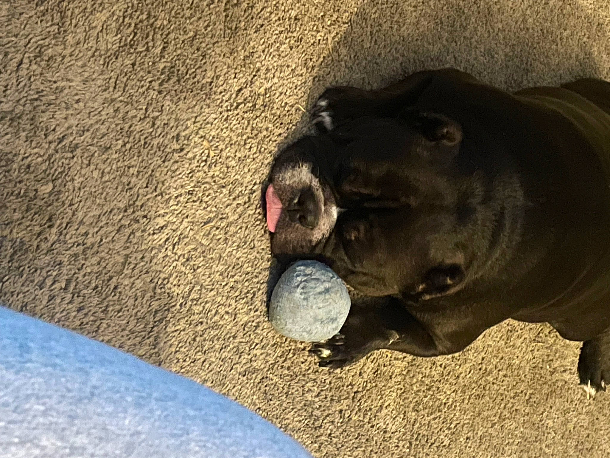 Buddha joined the competition — help win amazing prizes! ball, canidae, carnivore, companion_dog, dog, dog_breed, fawn, grass, guard_dog, non_sporting_group, paw, road_surface, sand, snout, soil, sporting_group, tail, terrestrial_animal, whiskers, working_animal