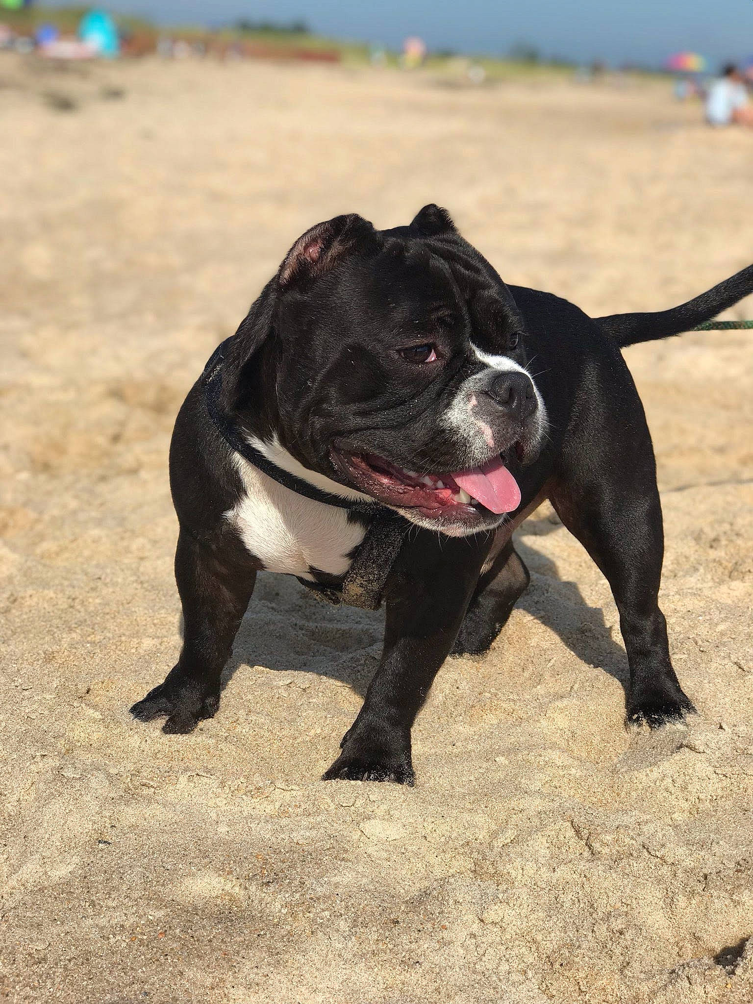 Buddha joined the competition — help win amazing prizes! beach, borador, boston_terrier, carnivore, collar, companion_dog, dog, dog_breed, dog_collar, fawn, landscape, leash, molosser, personal_protective_equipment, sand, sky, snout, sporting_group, tail, working_animal