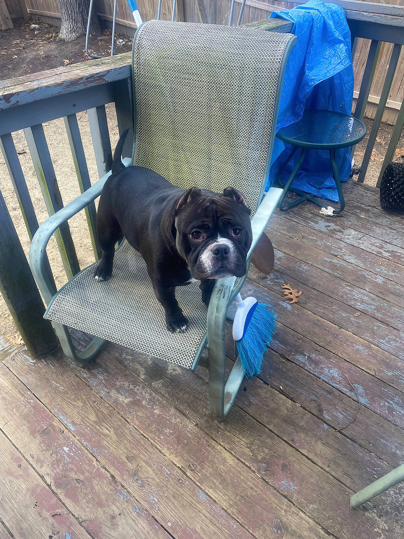 Buddha is registered to the contest to win money with this photo: canidae, carnivore, chair, collar, comfort, companion_dog, dog, dog_breed, dog_supply, electric_blue, floor, flooring, hardwood, laminate_flooring, pet_supply, plank, tail, wood, wood_flooring, working_animal