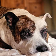 Remington is registered to the contest to win money with this photo: dog, close_up, resting, blanket, indoor, brown, white, face, ears, nosed, sleepy, pet, animal, fur, portrait, cozy, soft_light, quiet, relaxed, mammal
