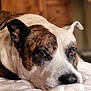 dog, close_up, resting, blanket, indoor, brown, white, face, ears, nosed, sleepy, pet, animal, fur, portrait, cozy, soft_light, quiet, relaxed, mammal