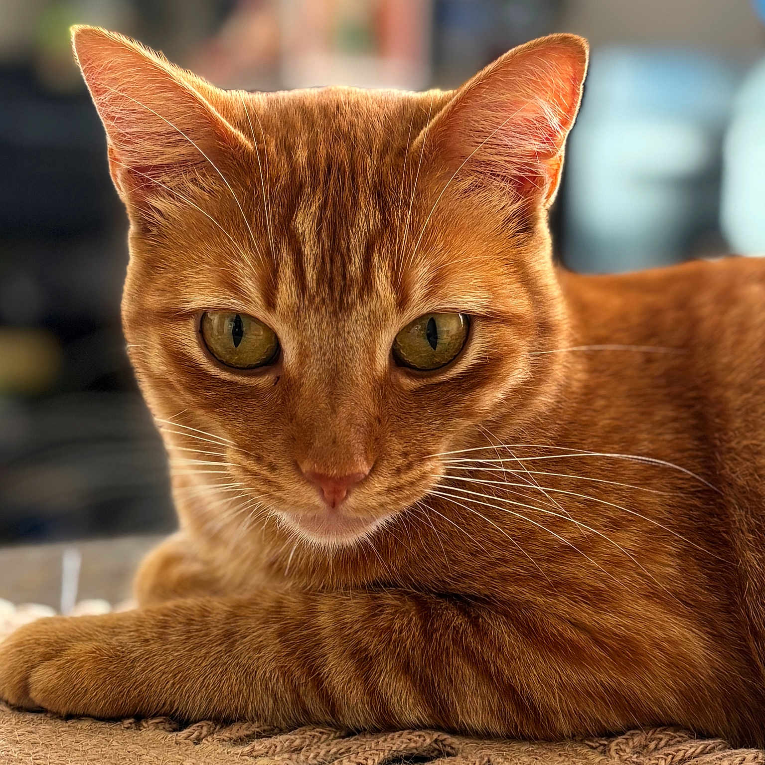 Mimi joined the competition — help win amazing prizes! animal, background_blur, cat, close_up, cute, domestic_cat, ears, eyes, feline, focus, fur, indoors, lying_down, mammal, orange_tabby, pet, portrait, relaxed, texture, whiskers