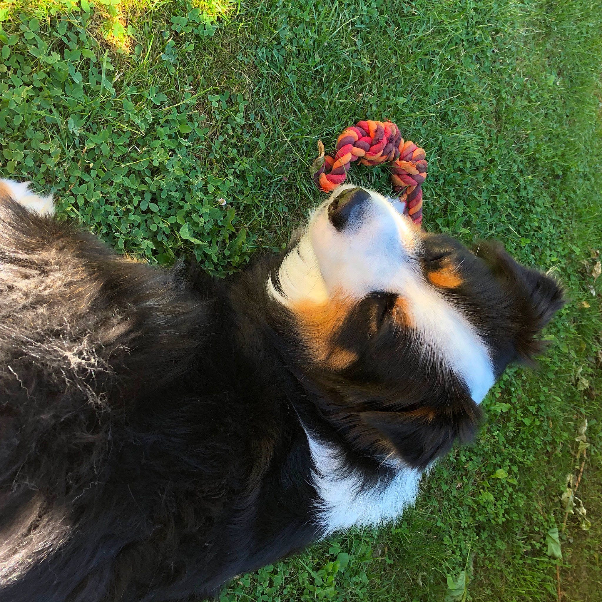 Jungo participe au concours pour gagner de l'argent avec cette photo : canidae, carnivore, collar, companion_dog, dog, dog_breed, dog_collar, fur, grass, grass_family, herding_dog, liver, mammal, snout, sporting_group, terrestrial_animal, vertebrate, whiskers, working_animal, working_dog