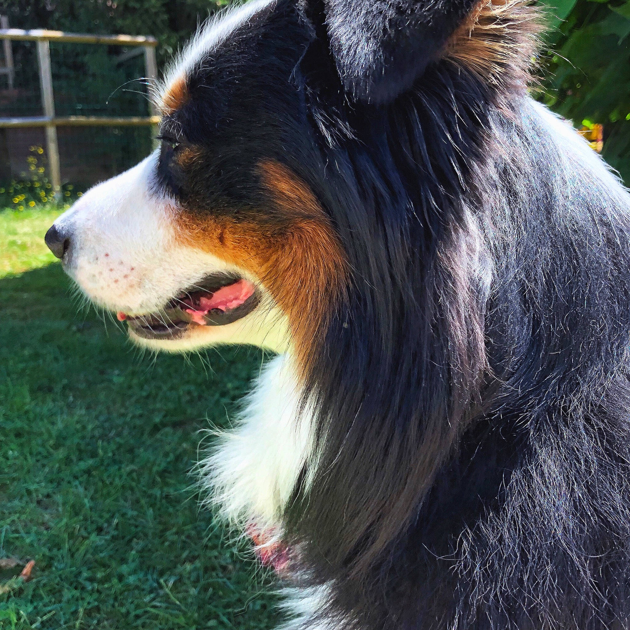 Jungo a rejoint le concours — aidez-le/la à gagner de superbes lots ! bernese_mountain_dog, canidae, carnivore, collie, companion_dog, dog, dog_breed, fur, grass, herding_dog, jaw, neck, shetland_sheepdog, snout, sporting_group, sunlight, tongue, vertebrate, whiskers, working_animal