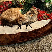 Teddy is registered to the contest to win money with this photo: animal, brown, carpet, cat, christmas_tree, cozy, decorations, feline, festive, fluffy, green, holiday, indoor, lights, pet, pine_branches, plush, red, relaxed, tree_skirt