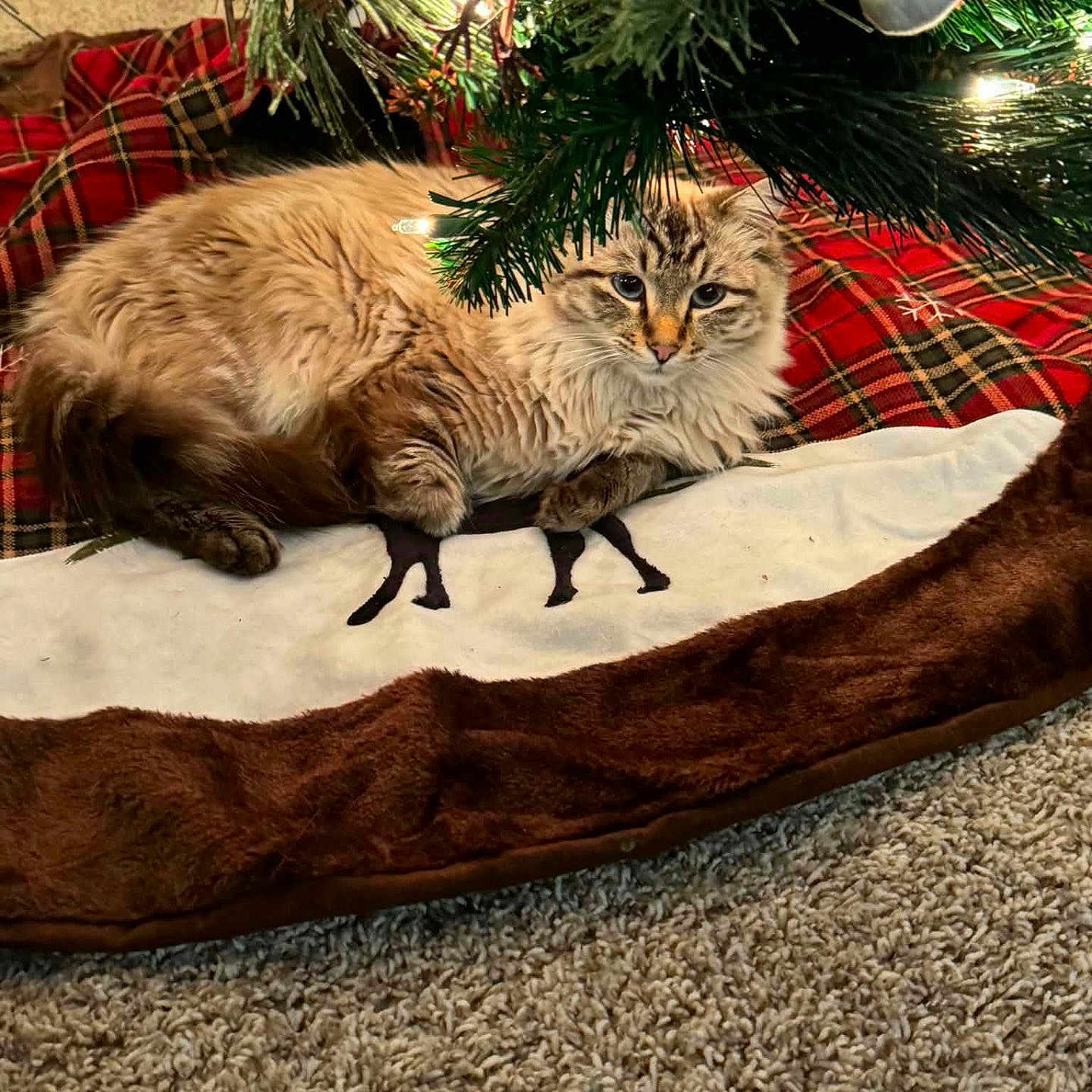 Teddy is registered to the contest to win money with this photo: animal, brown, carpet, cat, christmas_tree, cozy, decorations, feline, festive, fluffy, green, holiday, indoor, lights, pet, pine_branches, plush, red, relaxed, tree_skirt