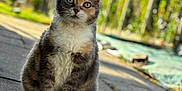 Kittie participe au concours pour gagner de l'argent avec cette photo : animal, blurred_background, calico, cat, curious, daylight, ears, fur, garden, greenery, nature, outdoor, pathway, pet, portrait, sitting, stone, tail, texture, whiskers