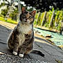animal, blurred_background, calico, cat, curious, daylight, ears, fur, garden, greenery, nature, outdoor, pathway, pet, portrait, sitting, stone, tail, texture, whiskers