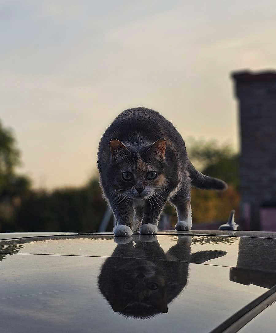 Kittie