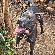 Spike participe au concours pour gagner de l'argent avec cette photo : animal, black_dog, canine, collar, dog, firewood, forest, ground, happy, nature, outdoor, panting, pet, playful, portrait, stacked_logs, standing, tongue_out, tree, woodland