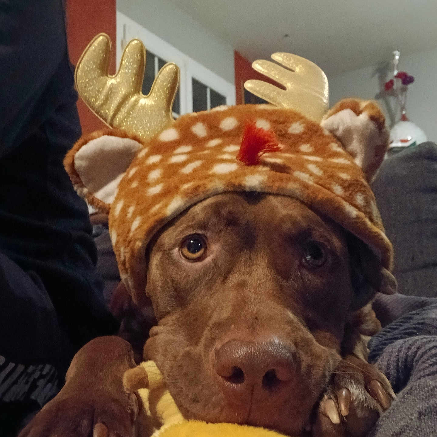 Zara a rejoint le concours — aidez-le/la à gagner de superbes lots ! animal_face, blanket, brown_dog, canine, close_up, costume, cozy, cute, dog, ears, furniture, holiday_theme, indoor, living_room, nose, paw, pet, reindeer_hat, relaxed, soft_toy