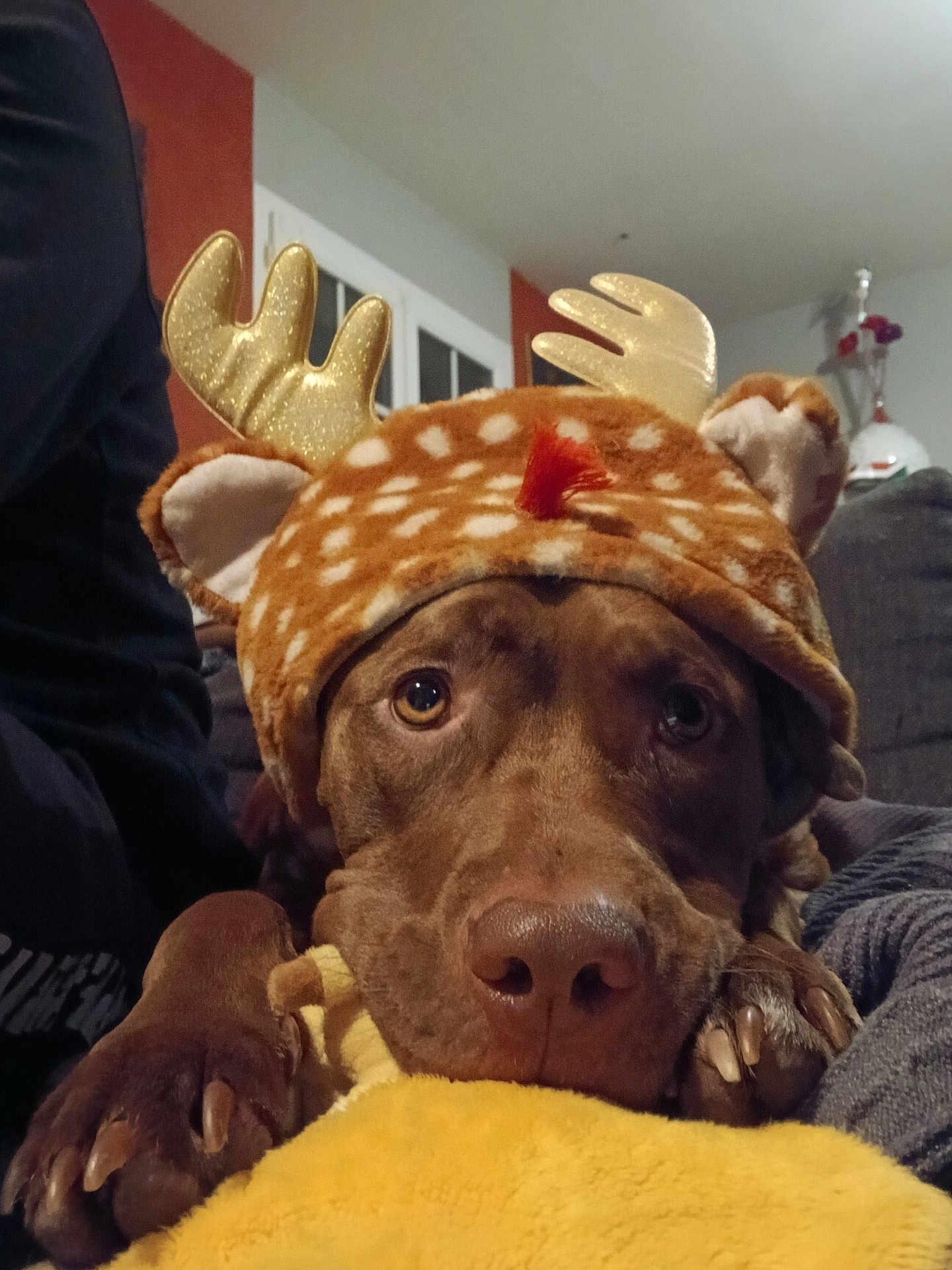 Zara a rejoint le concours — aidez-le/la à gagner de superbes lots ! dog, reindeer_hat, costume, indoor, cozy, blanket, brown_dog, pet, close_up, animal_face, cute, relaxed, soft_toy, canine, living_room, furniture, paw, nose, ears, holiday_theme