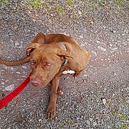 Zara participe au concours pour gagner de l'argent avec cette photo : dog, brown_dog, leash, gravel, path, outdoor, pet, animal, sitting, fur, collar, nature, small_plants, earth, canine, ears, tail, paws, looking_up, daylight