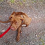 dog, brown_dog, leash, gravel, path, outdoor, pet, animal, sitting, fur, collar, nature, small_plants, earth, canine, ears, tail, paws, looking_up, daylight