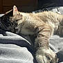 cat, sleeping, sunlight, blanket, cozy, indoor, fur, paw, relaxed, resting, closeup, pet, animal, whiskers, soft, bed, comfort, nap, sunbeam, quiet