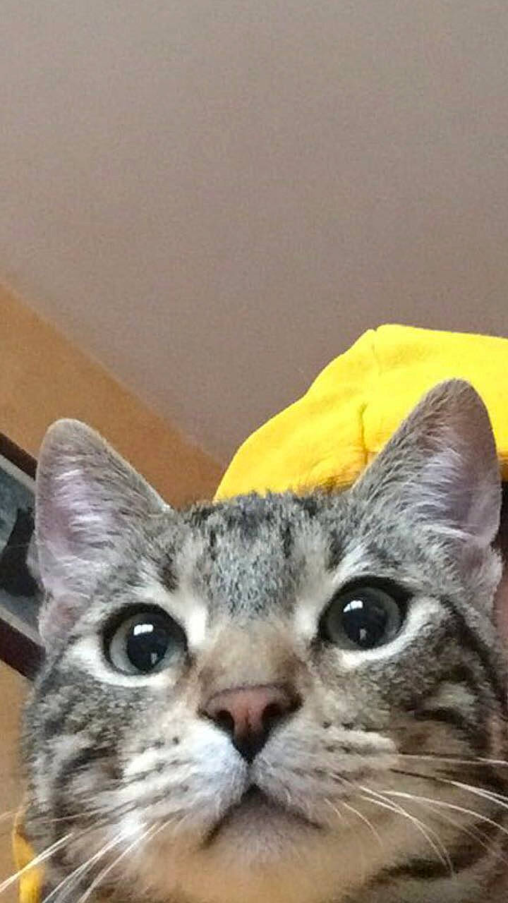 Gustave a rejoint le concours — aidez-le/la à gagner de superbes lots ! carnivore, cat, comfort, domestic_short_haired_cat, ear, felidae, fur, paw, photo_caption, small_to_medium_sized_cats, snout, terrestrial_animal, whiskers