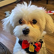 Prince is registered to the contest to win money with this photo: dog, white_dog, fluffy, bow_tie, pet, indoor, flooring, toy, closeup, cute, animal, portrait, furry, companion, domestic, small_dog, adorable, face, black_nose, eyes