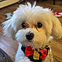 dog, white_dog, fluffy, bow_tie, pet, indoor, flooring, toy, closeup, cute, animal, portrait, furry, companion, domestic, small_dog, adorable, face, black_nose, eyes