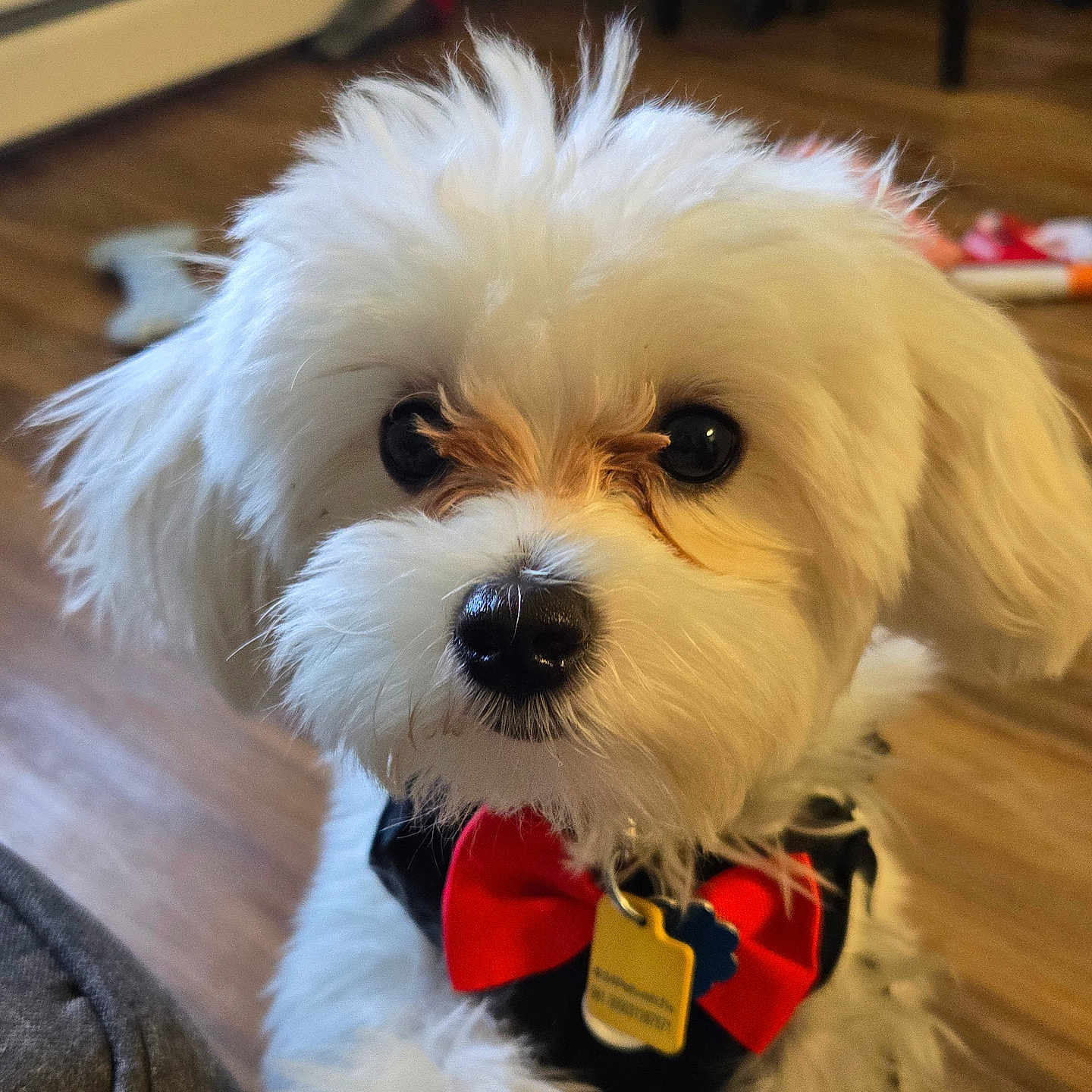 Prince is registered to the contest to win money with this photo: adorable, animal, black_nose, bow_tie, closeup, companion, cute, dog, domestic, eyes, face, flooring, fluffy, furry, indoor, pet, portrait, small_dog, toy, white_dog