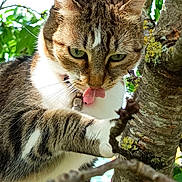Maya a rejoint le concours — aidez-le/la à gagner de superbes lots ! cat, tabby, tree, branch, outdoor, green_leaves, animal, pet, curious, tongue, nature, fur, closeup, whiskers, paw, mammal, playful, adventure, daylight, wildlife