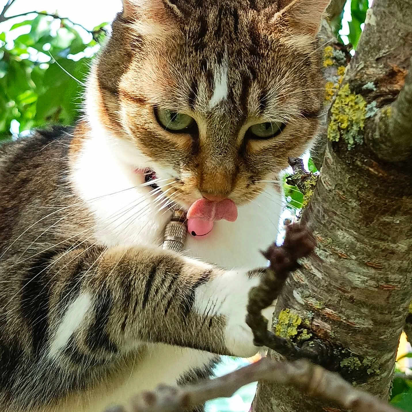 Maya a rejoint le concours — aidez-le/la à gagner de superbes lots ! adventure, animal, branch, cat, closeup, curious, daylight, fur, green_leaves, mammal, nature, outdoor, paw, pet, playful, tabby, tongue, tree, whiskers, wildlife