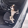 Pixou participe au concours pour gagner de l'argent avec cette photo : black_white, brown_markings, car, car_interior, cavalier_king_charles_spaniel, companion_animal, dog, driver_seat, floppy_ears, front_seat, long_fur, looking_up, open_door, outdoor, parking_area, pet, portrait, sitting, steering_wheel, vehicle