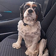 Pixou participe au concours pour gagner de l'argent avec cette photo : animal, black, brown, car, car_interior, cavalier_king_charles_spaniel, collar, cute, dog, fluffy, long_ears, outdoor, passenger_seat, paws, pet, portrait, sitting, tricolor, vehicle, white