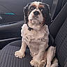 animal, black, brown, car, car_interior, cavalier_king_charles_spaniel, collar, cute, dog, fluffy, long_ears, outdoor, passenger_seat, paws, pet, portrait, sitting, tricolor, vehicle, white