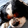 bed, bedroom, black_and_white, blanket, closed_eyes, cuddly, dog, fur, indoors, jeans, lap, nose, paws, pet, portrait, puppy, relaxed, resting, sleeping, tricolor
